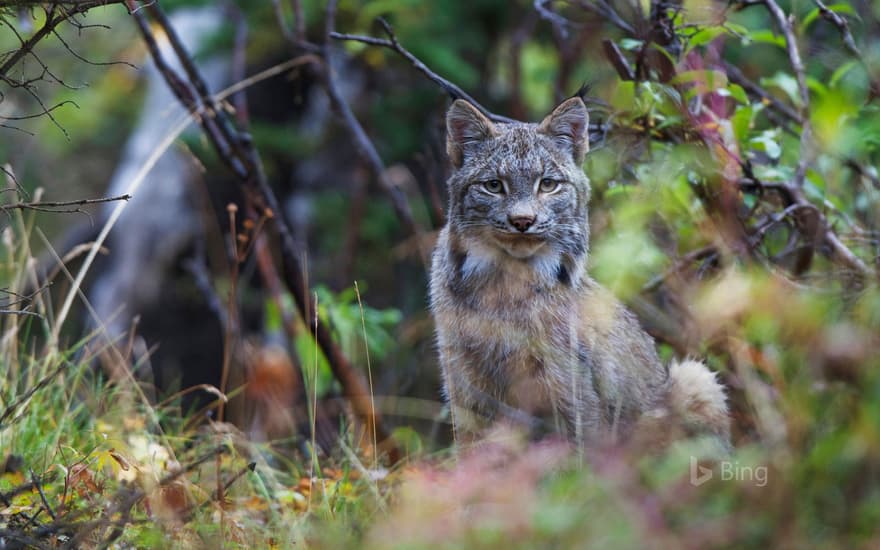 Canadian lynx in Denali National Park, Alaska, USA