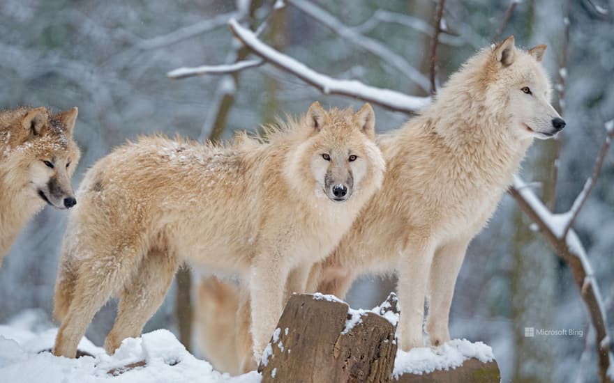 Arctic wolf family in Canada