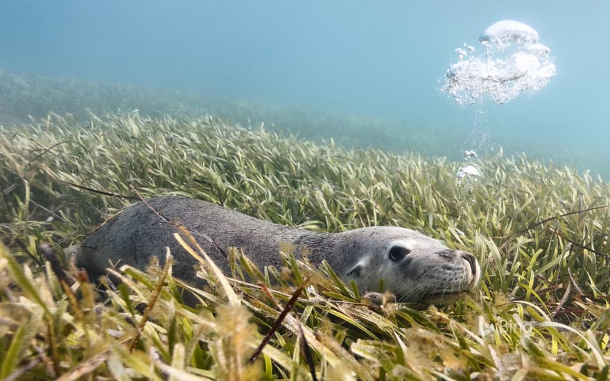 Australian sea lion lying on bed of sea grass, Carnac Island, Western Australia