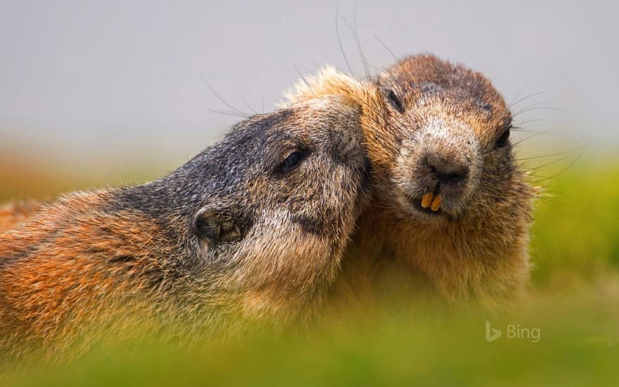 Alpine marmots at Hohe Tauern National Park, Austria