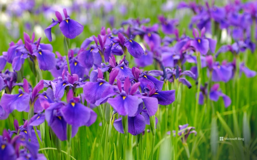 Iris, Nagai City, Yamagata Prefecture