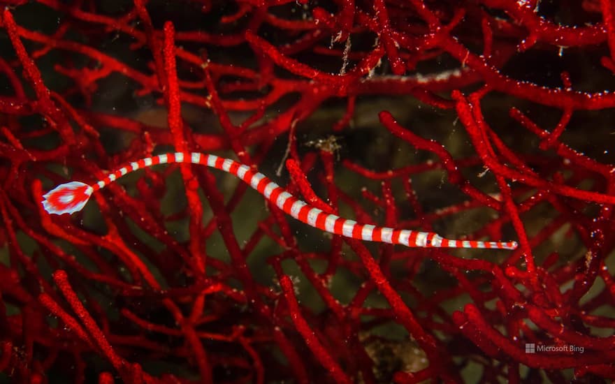 Banded pipefish near Moalboal, Philippines