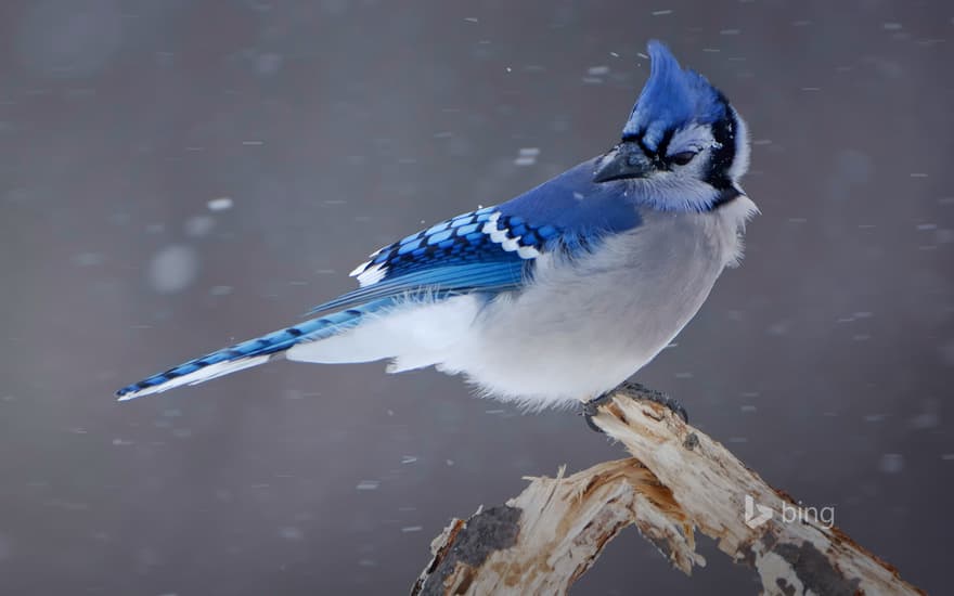 Blue jay