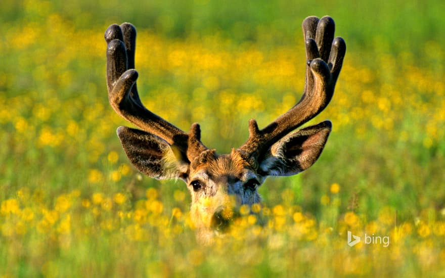 Mule deer buck in Jasper National Park, Alberta, Canada