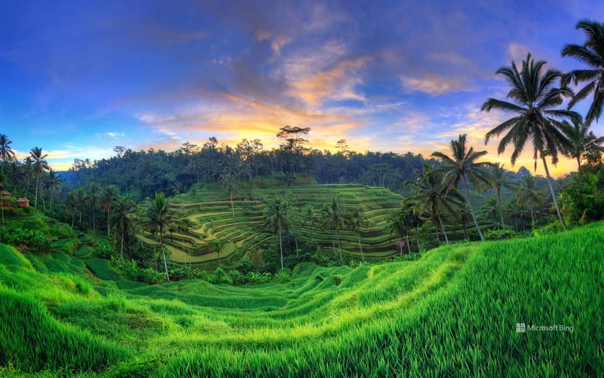 Tegalalang Rice Terraces, Ubud, Bali, Indonesia