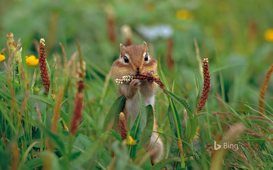 A Siberian chipmunk on Mount Taisetsu, Hokkaido, Japan