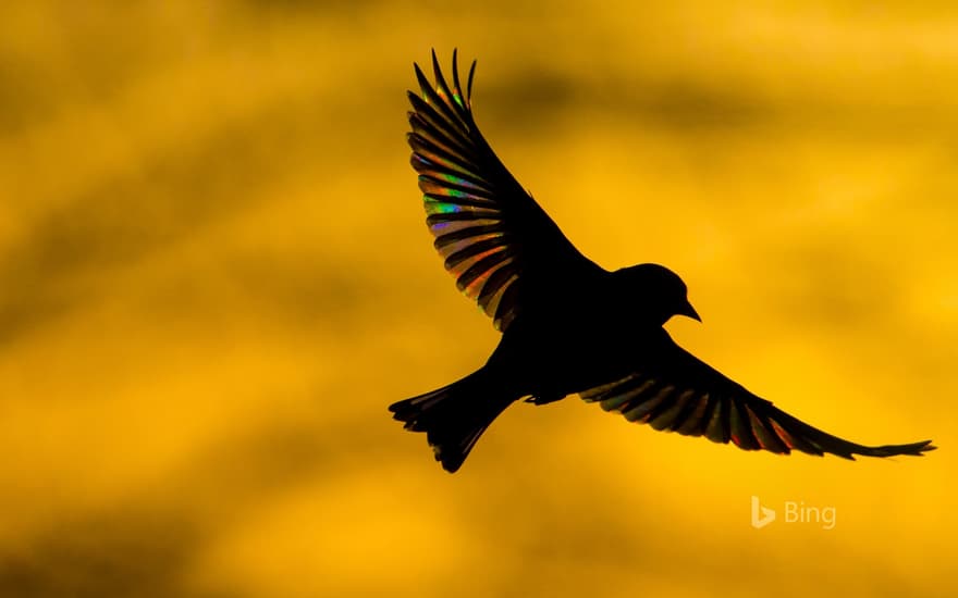 A greenfinch flying at dawn in Monmouthshire, Wales