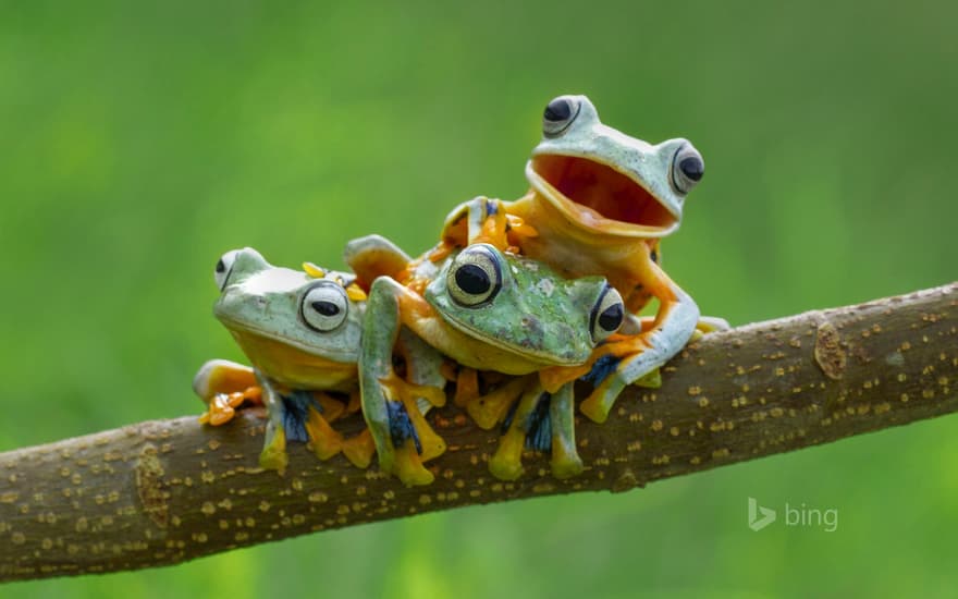 Black-webbed tree frogs