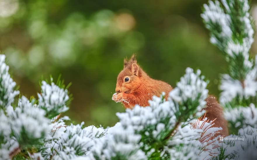 Eurasian red squirrel in Northumberland, England