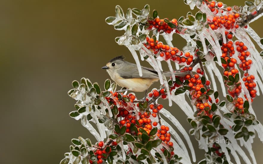 Black-crested titmouse in Texas Hill Country