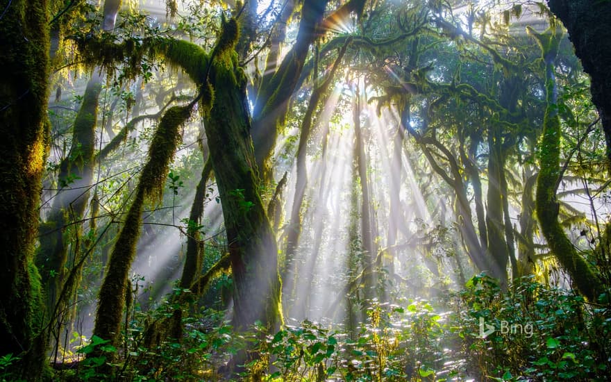 Forest in Garajonay National Park, La Gomera, Spain