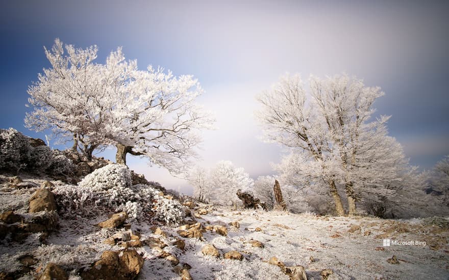 Frosted trees in the Sierra de Aralar, Navarra, Spain