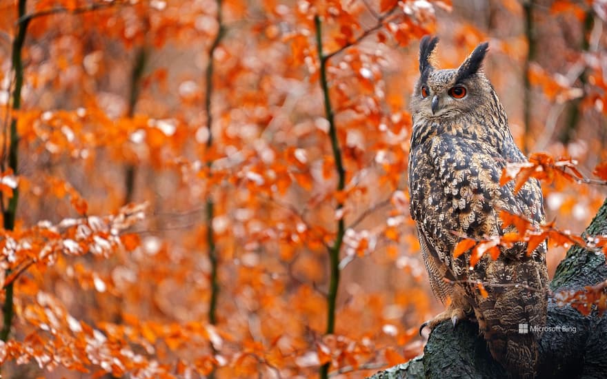 European eagle owl on an autumnal tree trunk, Germany