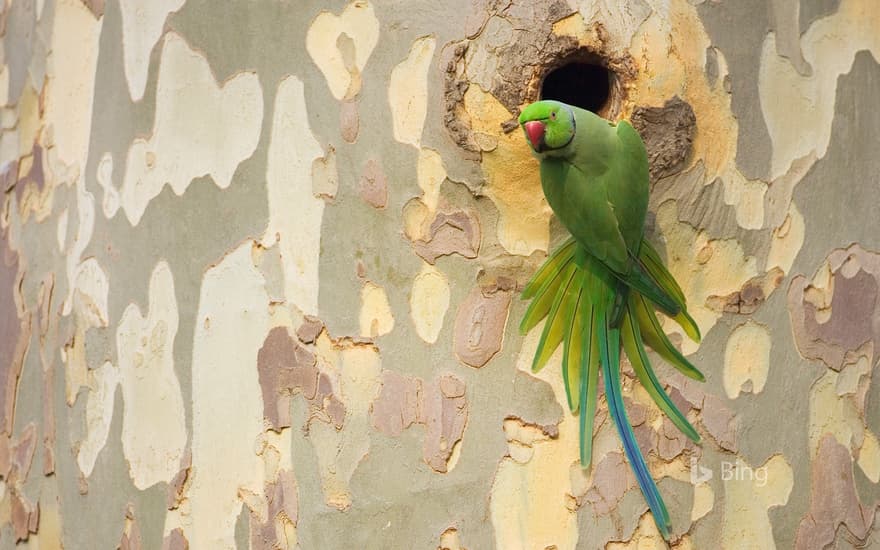 Rose-ringed parakeet on a plane tree in Mannheim, Baden-Württemberg, Germany