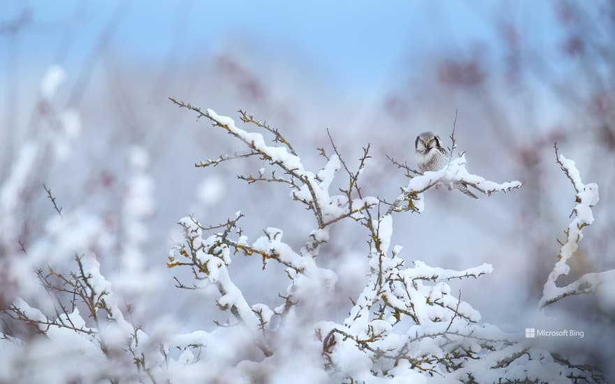 Northern hawk-owl