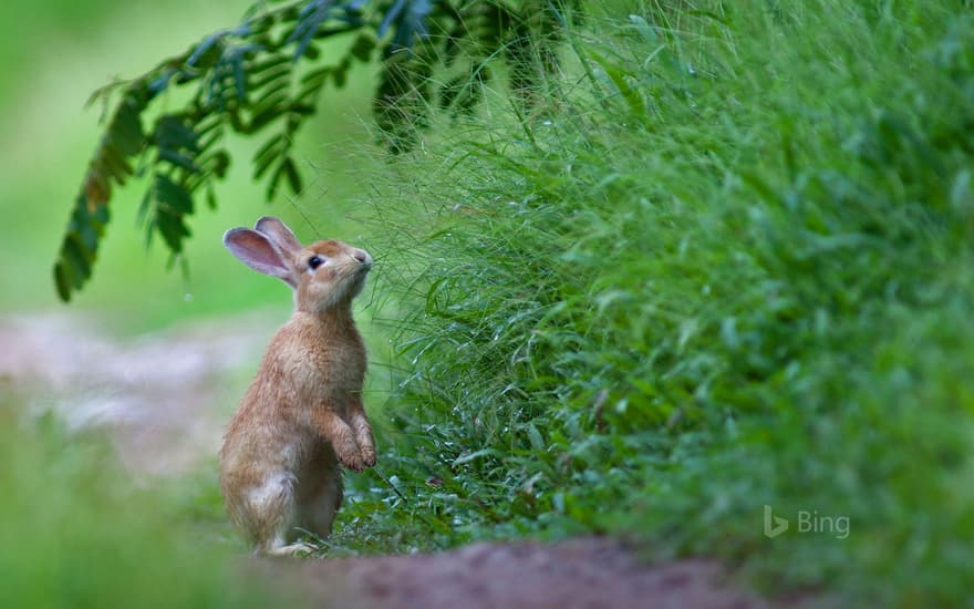 A rabbit in the grass for Easter