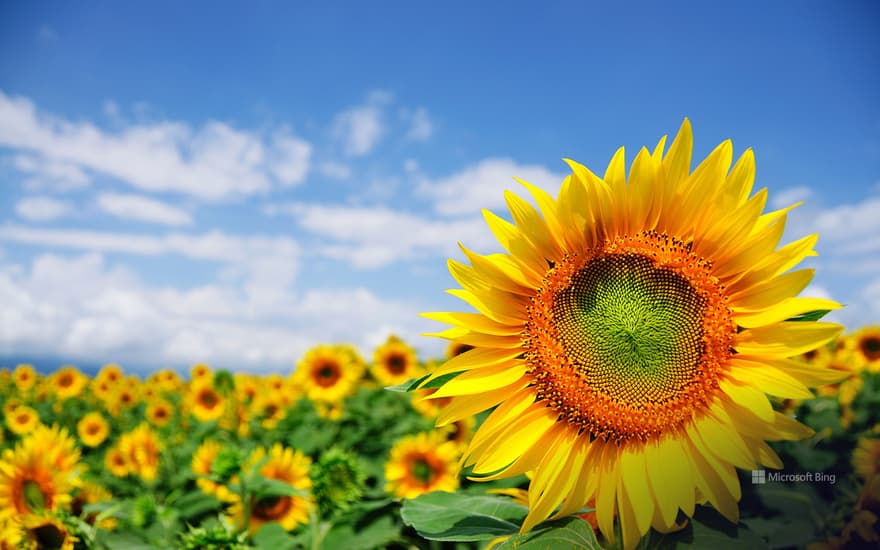 Akeno Sunflower Field, Hokuto City, Yamanashi Prefecture