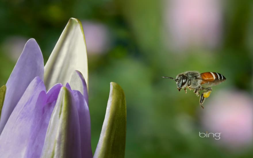 Western honey bee