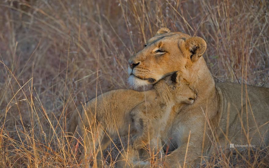 Lion cub and mother, Sabi Sabi, South Africa