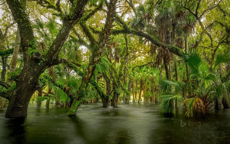 Myakka River State Park, Florida