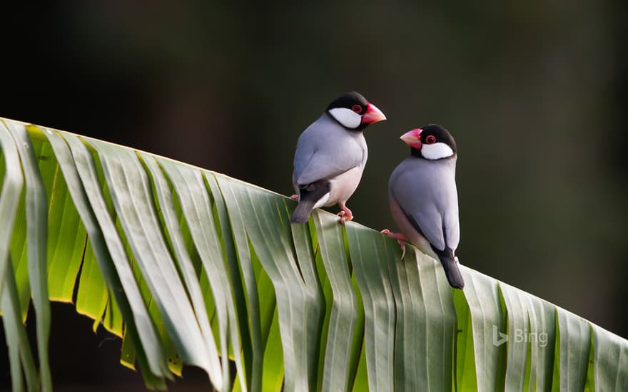 Tropical Java sparrows on a leaf