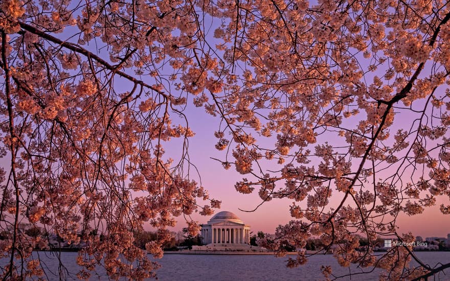 The Jefferson Memorial during the National Cherry Blossom Festival in Washington, DC