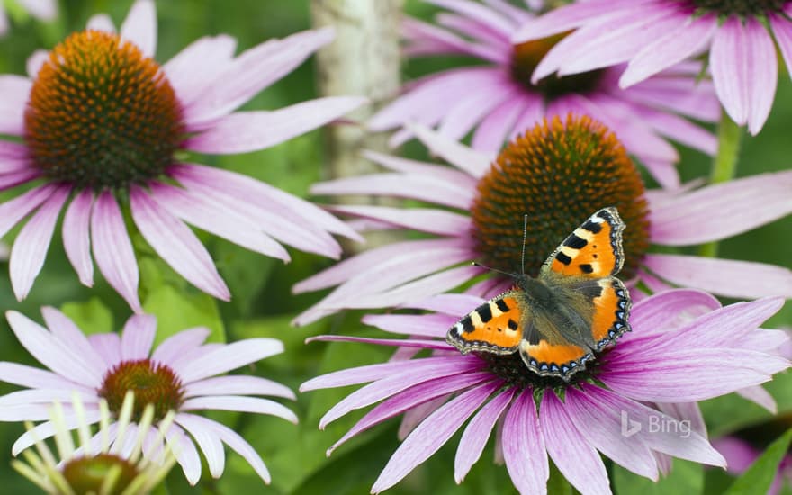 Small tortoiseshell butterfly feeding on flower nectar, Lower Saxony, Germany