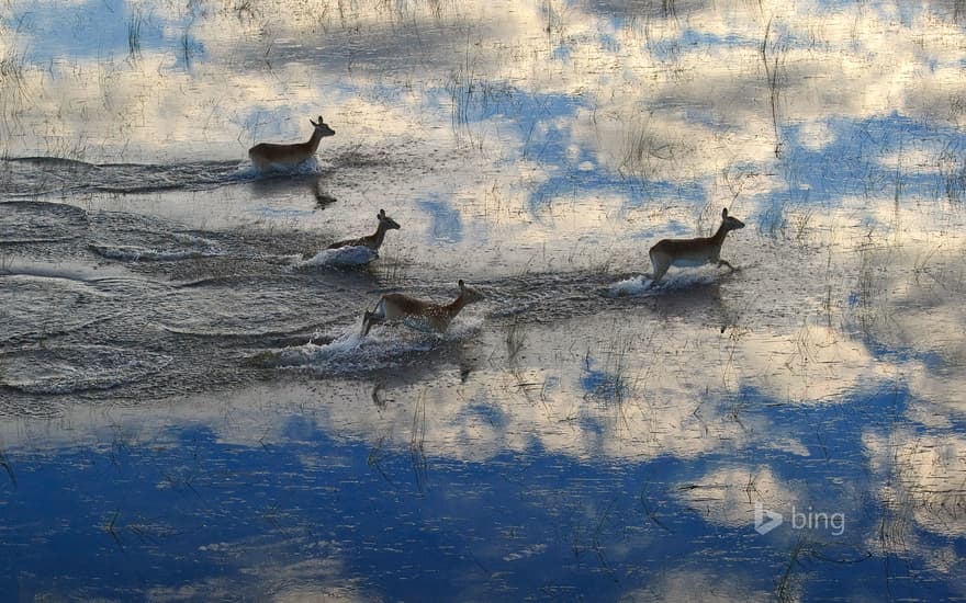 Lechwe running in the Okavango Delta floodplain in Botswana