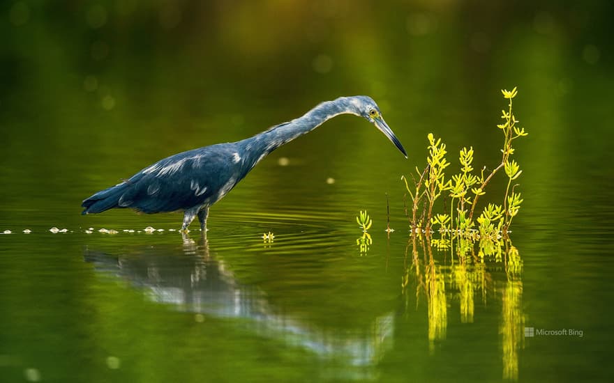 Little blue heron in Cuba