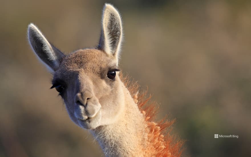Guanaco, Punta Norte, Valdés Peninsula, Argentina