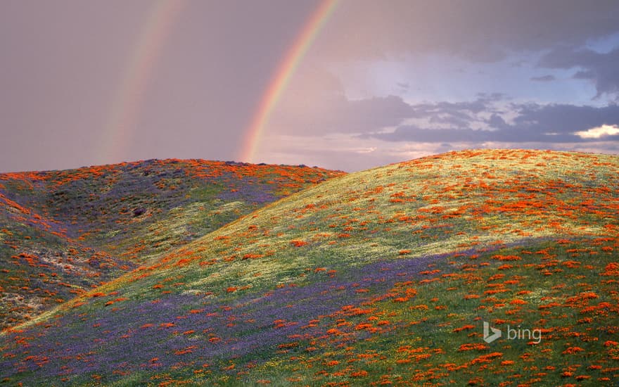 Poppies and lupine in Los Angeles County, California