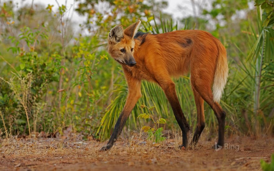 Maned wolf in Piaui State, Brazil