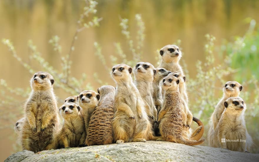 Meerkat family