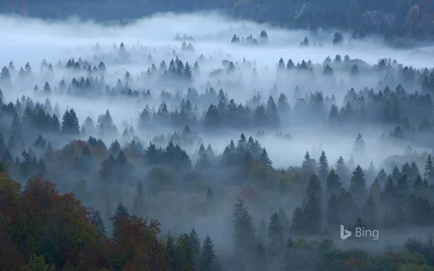 Mixed forest, Füssen, Bavaria, Germany