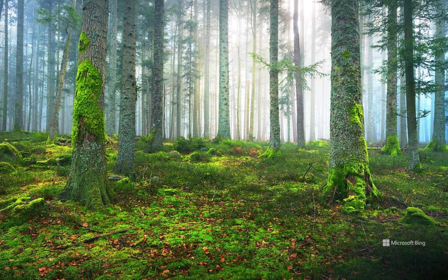 A pine forest in Alsace, France