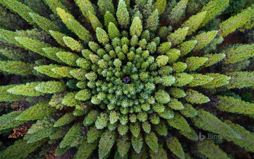 A symmetrical forest known as a Nelder plot