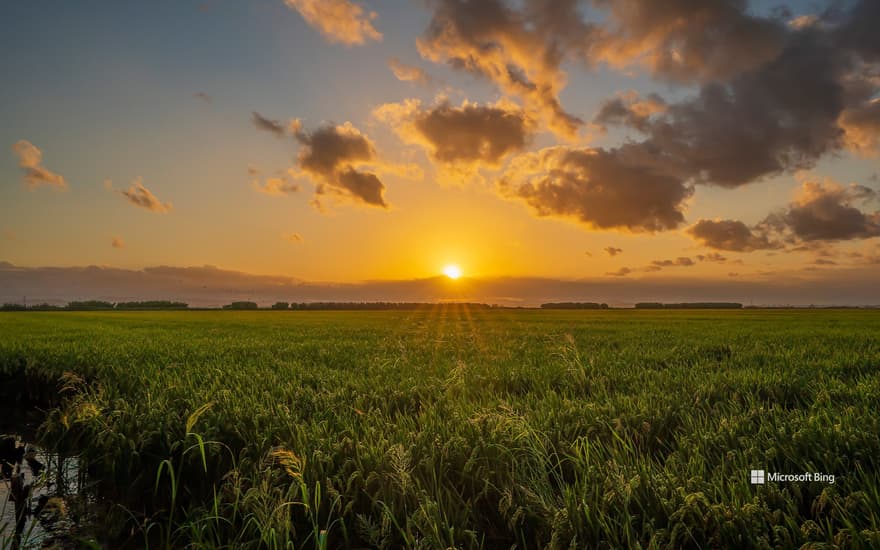 Rice field in the Albufera Natural Park, Valencia, Spain