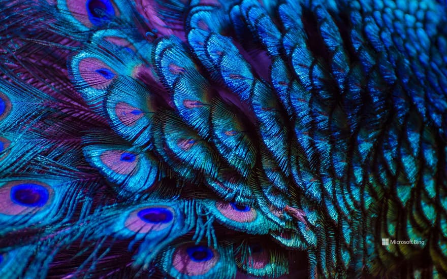 Peacock feathers