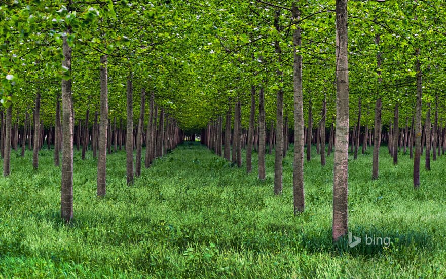 Poplar trees in Po Valley, Italy