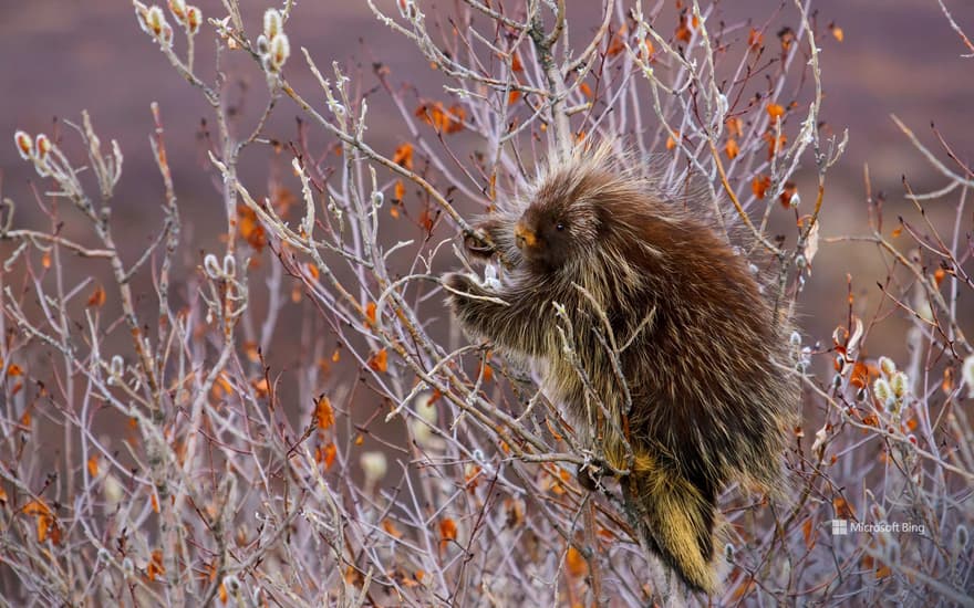 Porcupine, Alaska, USA