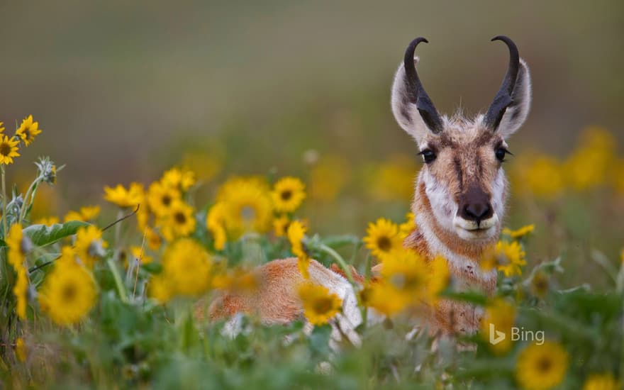 Pronghorn buck