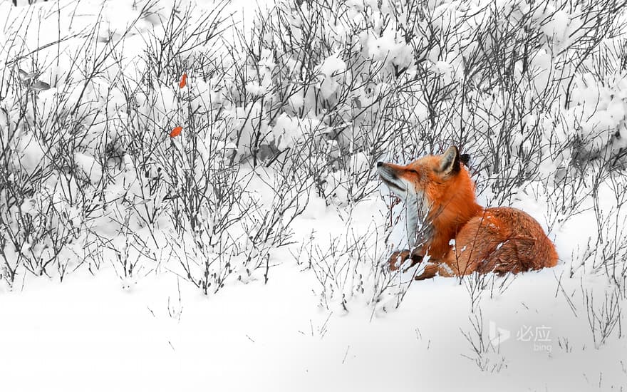 A red fox is quietly staring at the dead leaves of a willow tree near Churchill town in Manitoba, Canada