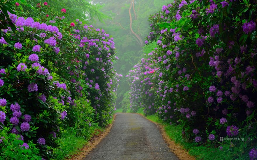 Common rhododendrons in Semper Forest Park, Rügen, Germany