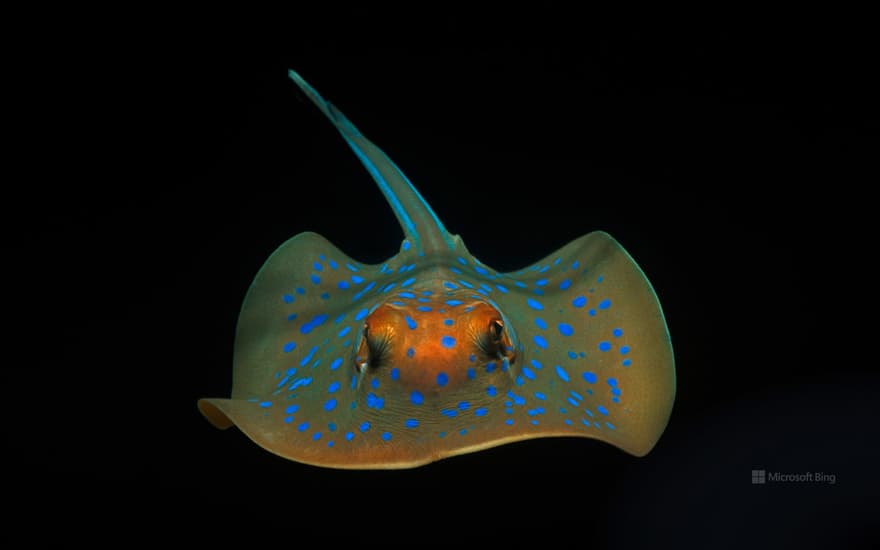 Bluespotted ribbontail ray near Perth, Australia