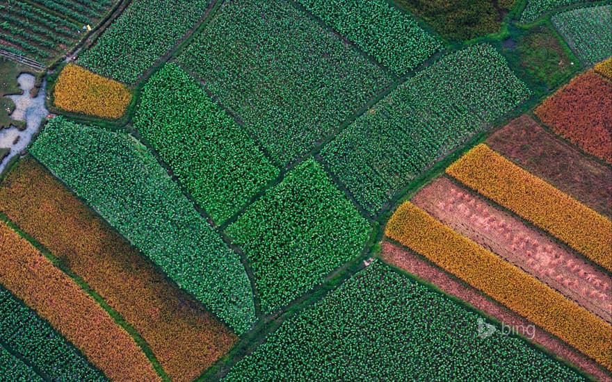 Aerial picture, field structure before rice harvestation, Guilin, Guanxi, China