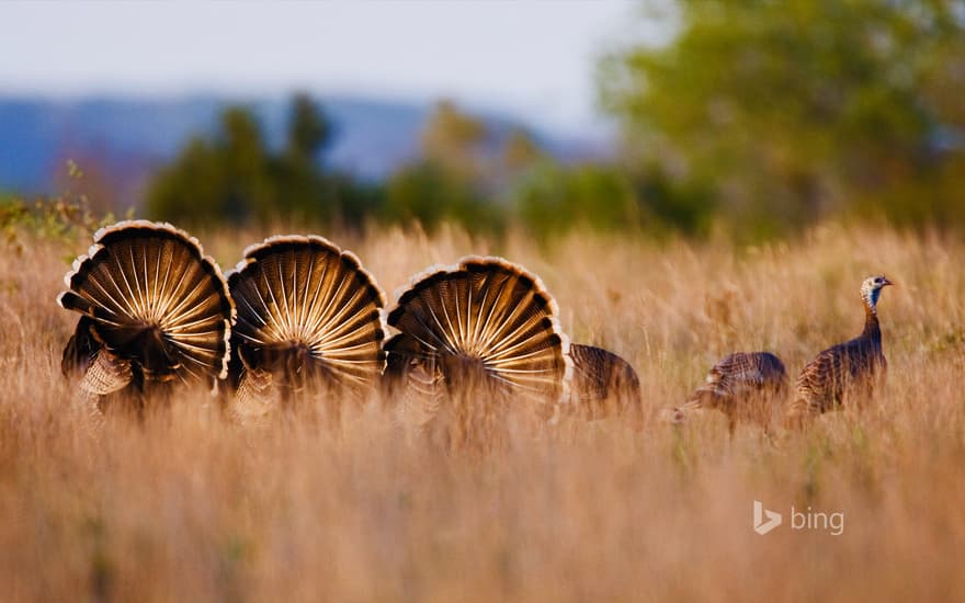 Wild turkeys in Rio Grande, Texas