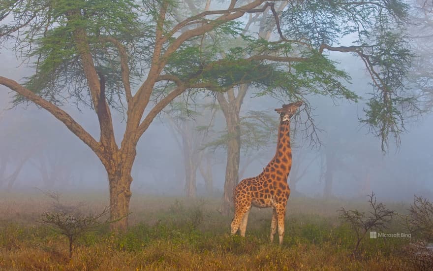 Rothschild's giraffe, Lake Nakuru National Park, Kenya