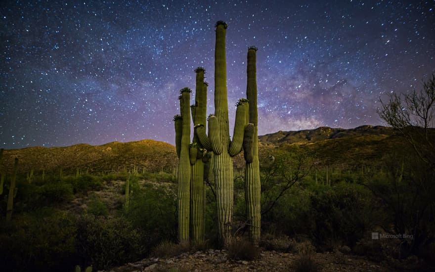 Saguaro cactuses, Saguaro National Park, Arizona, USA