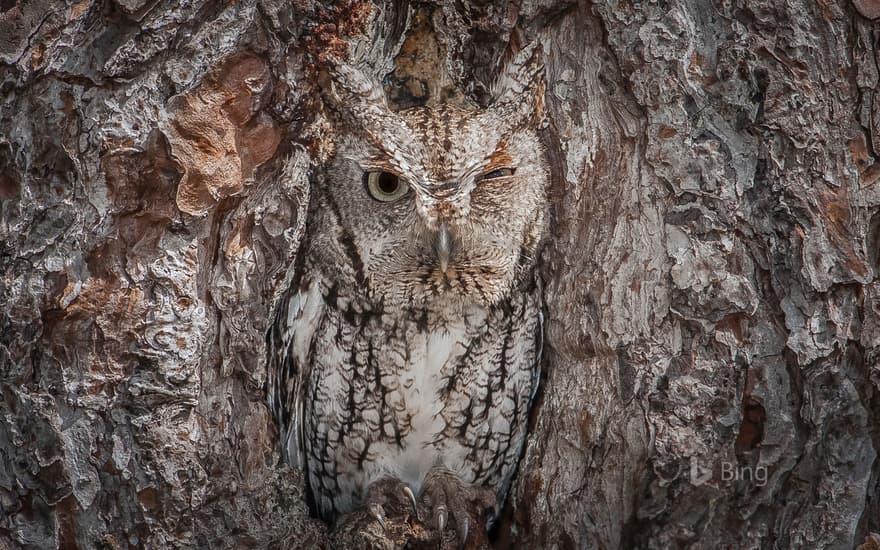 An eastern screech owl in the Okefenokee National Wildlife Refuge, Georgia, USA