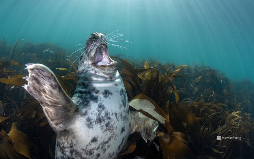 Seal pup, Lundy Island, England